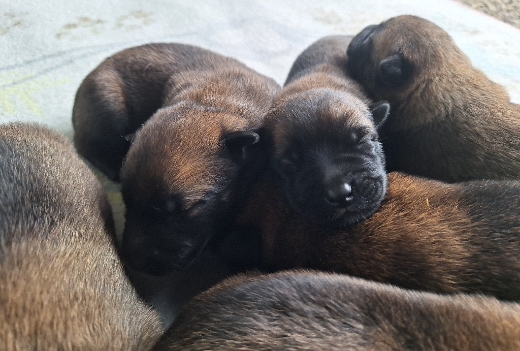 Mechelse herder pups, België, Fokker | Hobbymatig, 8 tot 15 weken, Meerdere