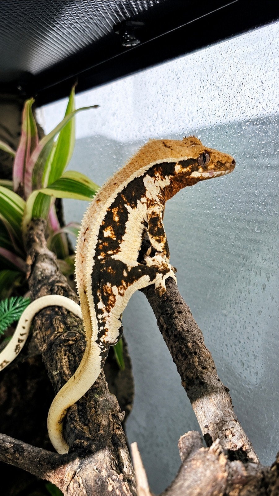 Wimpergekko, Animaux & Accessoires, Enlèvement