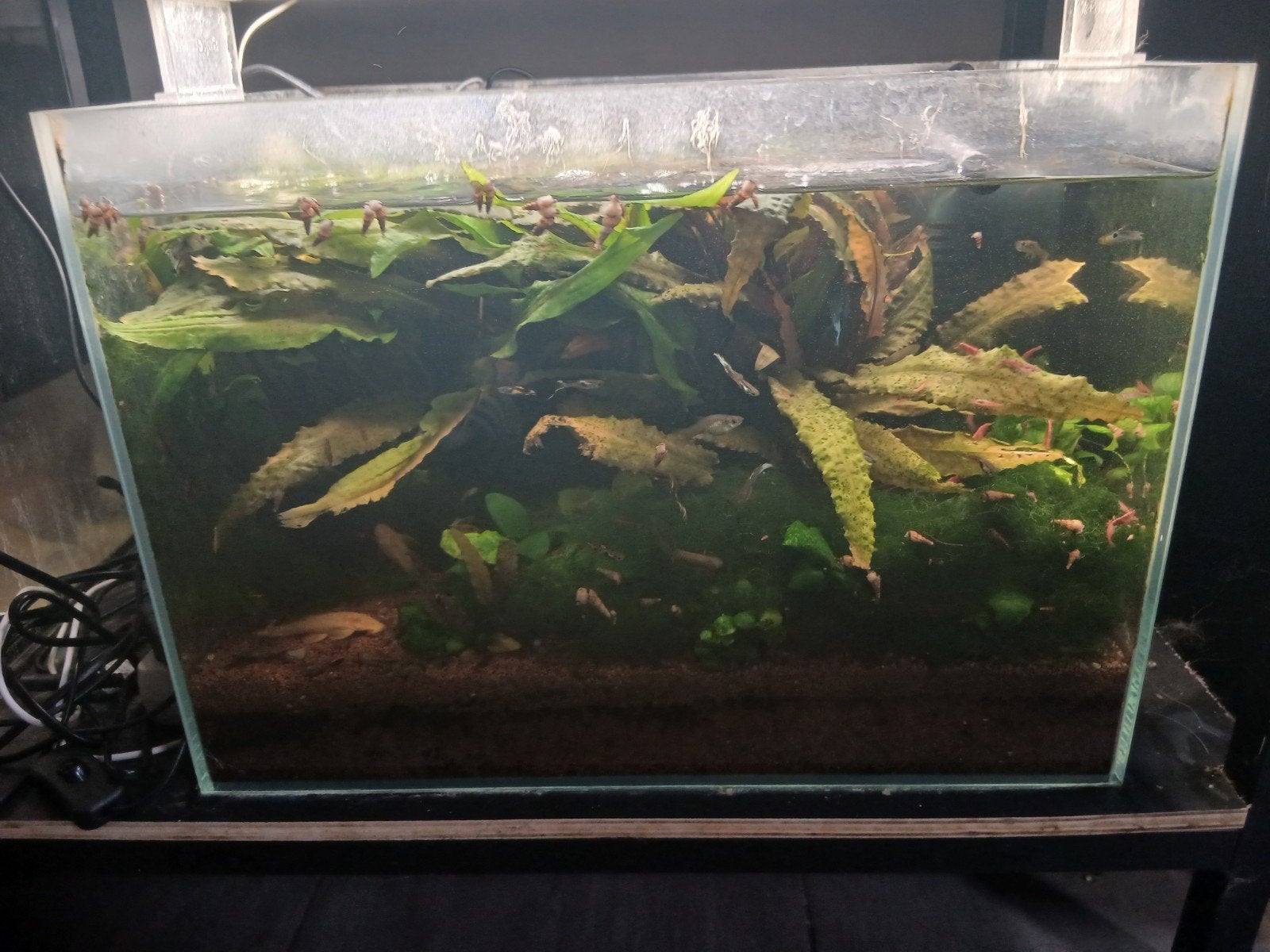 Aquarium compleet, Ophalen, Verwarming, Filter