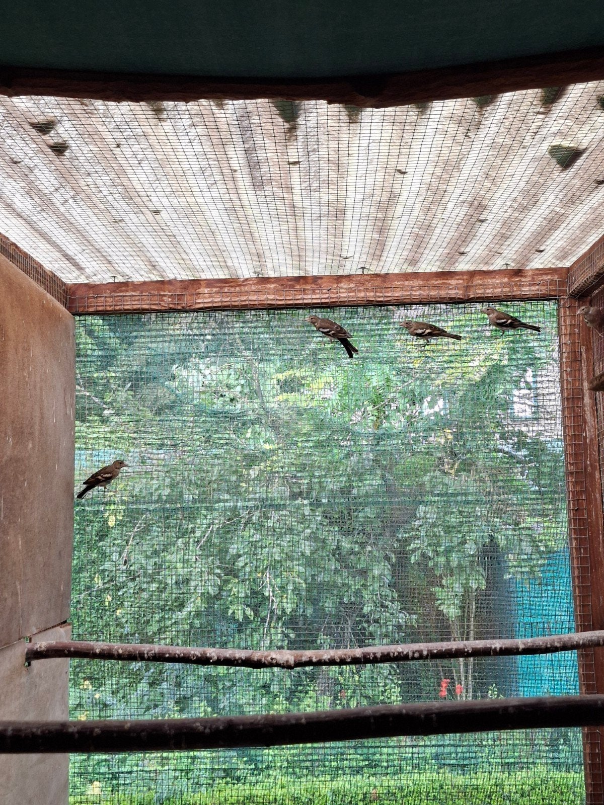 Wildkleur botvink poppen, Dieren en Toebehoren, Geringd