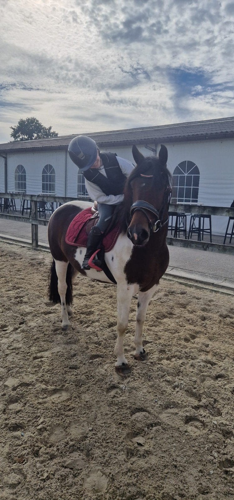 super lieve bonte merrie, Merrie