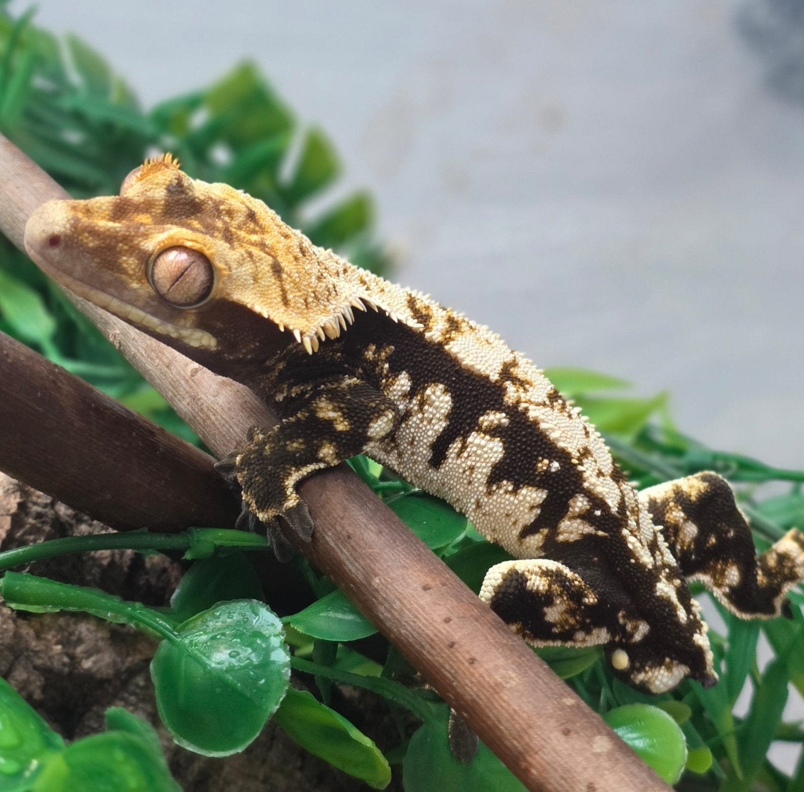 Bewezen Black & Cream Harlequin wimpergekko man, Lézard, 3 à 6 ans