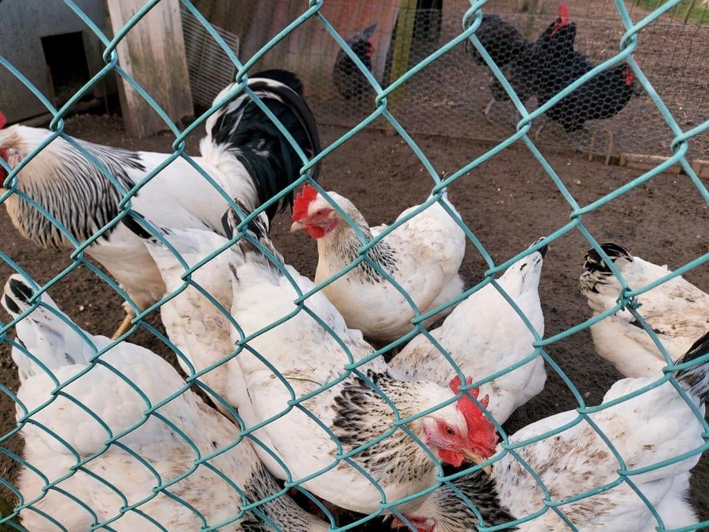 Broedeieren sussex, Dieren en Toebehoren, Pluimvee
