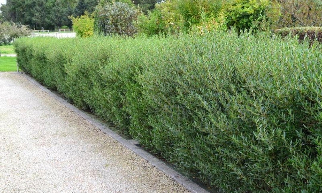 Phillyrea angustifolia 3L, Ophalen