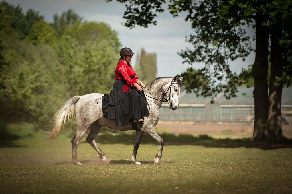 Lusitano ruin, Gechipt, Minder dan 160 cm, Ruin, 3 tot 6 jaar
