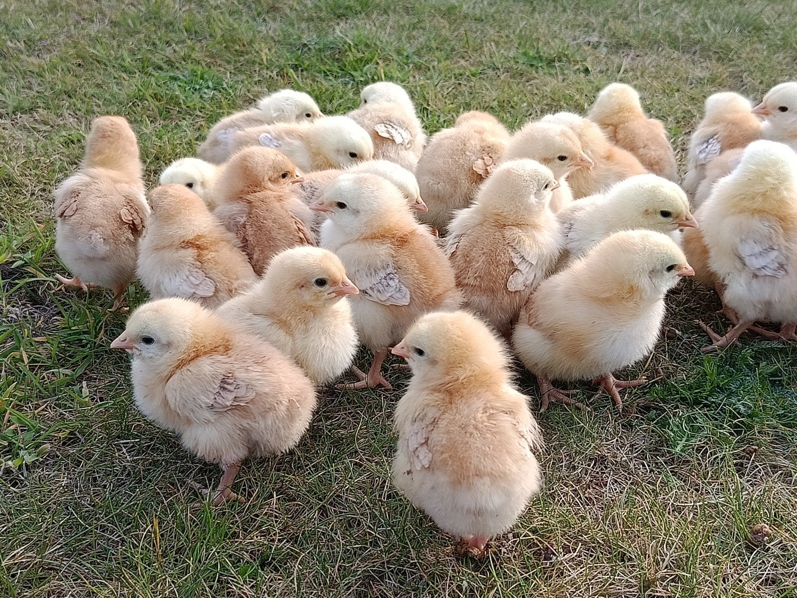 100 kuikens, enkel hennen !!