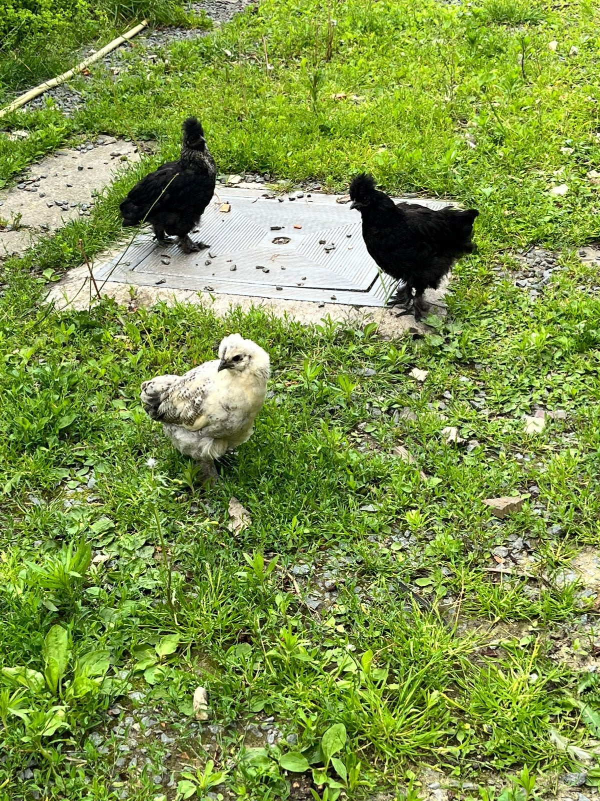3 kuikens te geef, Dieren en Toebehoren