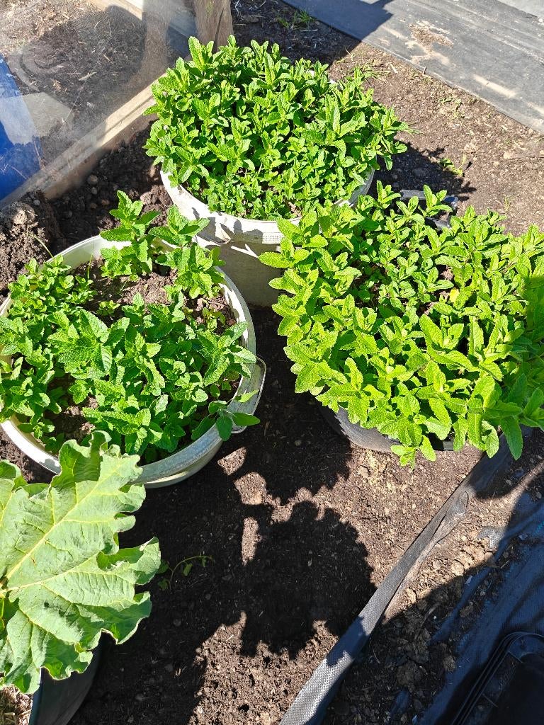 3 maal grote muntplant + 1 maal rabarber €8/stuk, Ophalen, Tweejarig, Kruiden