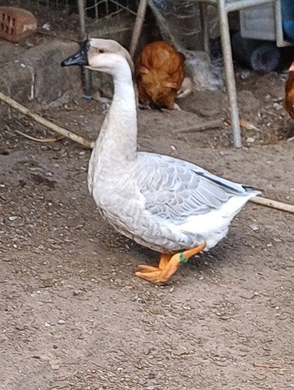 Blauwe knobbelgans vrouw, Vrouwelijk, Gans of Zwaan