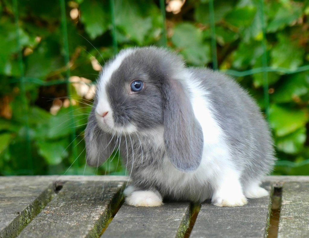 Mooie en tamme Nederlandse hangoordwerg konijntjes te koop!, Dieren en Toebehoren, Meerdere dieren, Dwerg, Hangoor, 0 tot 2 jaar