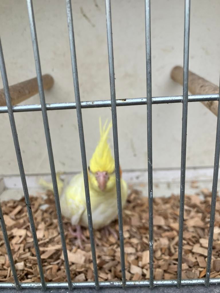 LAATSTE JONGE VALKPARKIETJES  2026- VANAF 50 EURO !!, Dieren en Toebehoren, Vogels | Parkieten en Papegaaien, Parkiet, Meerdere dieren