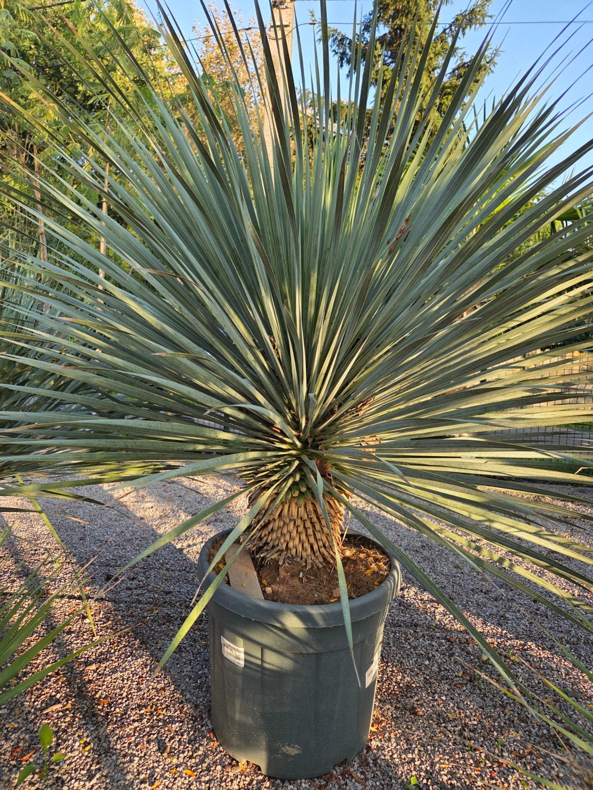 Yucca Rostrata - palmlelie, Ophalen