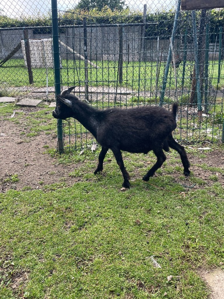 geitenbokjes en haan, Dieren en Toebehoren, Schapen, Geiten en Varkens, Mannelijk, Geit, 0 tot 2 jaar