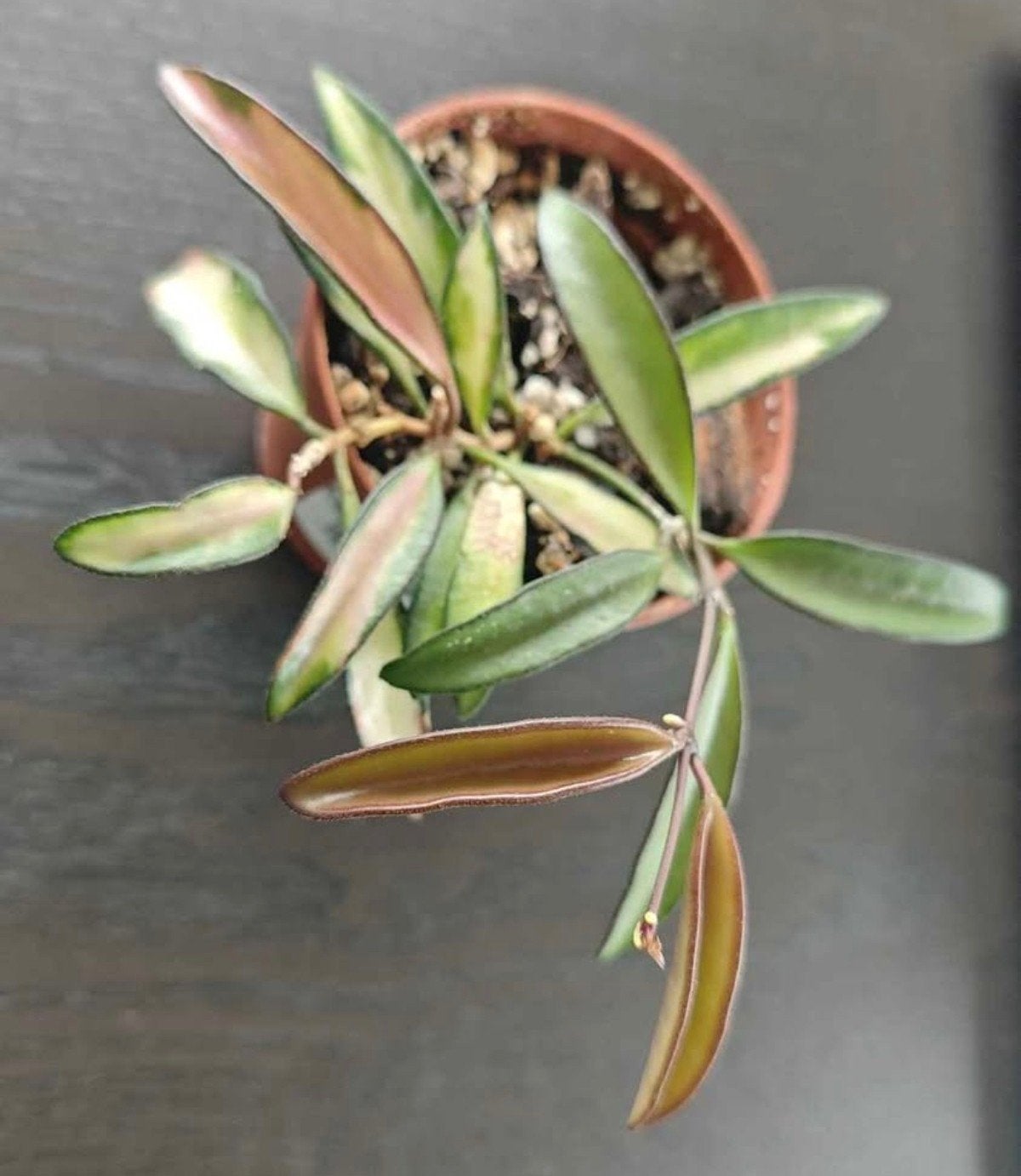 Hoya wayetii petite plante, Autres espèces, En pot, Plante à fleurs, Moins de 100 cm