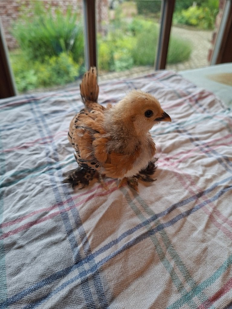 Kuikens ukkelse baardkriel, Dieren en Toebehoren, Pluimvee, Meerdere dieren, Kip