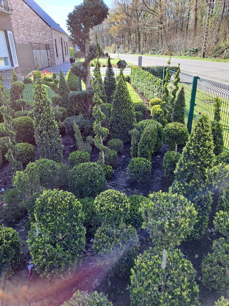 buxus bolletjes en andere vormen v .a 3€, Jardin & Terrasse, Enlèvement, Buis, Arbuste, Moins de 100 cm