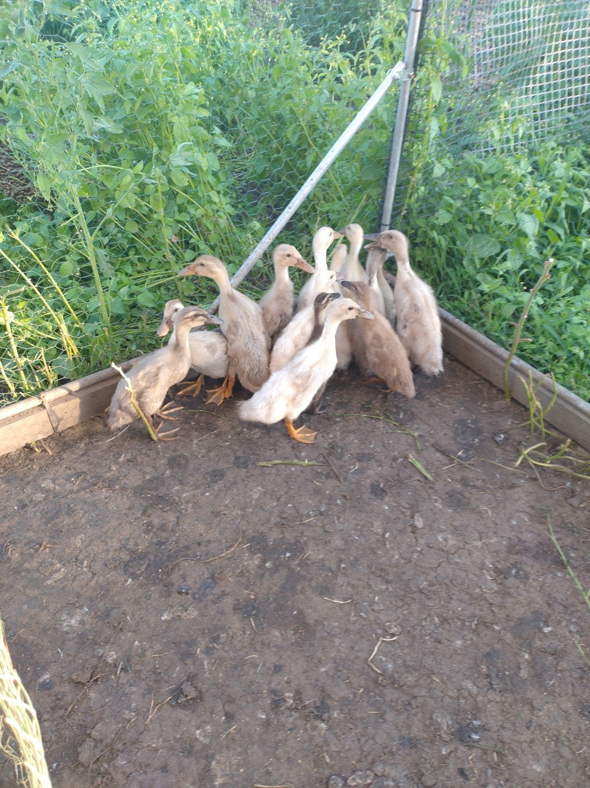 Indische loopeenden, Sexe inconnu, Canard
