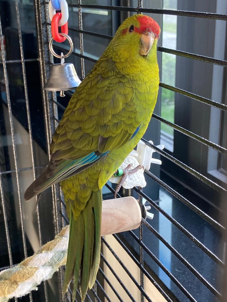 Kakariki, Animaux & Accessoires, Perruche, Bagué