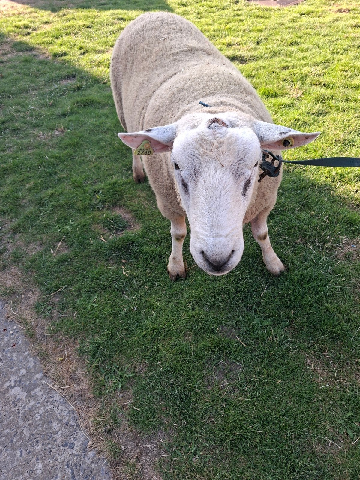 dekram te koop, Dieren en Toebehoren, Schapen, Geiten en Varkens