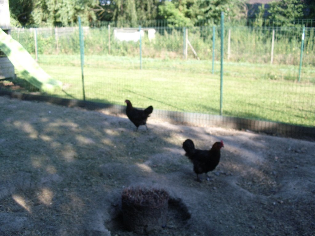 Hennen Marans, Dieren en Toebehoren, Vrouwelijk, Kip