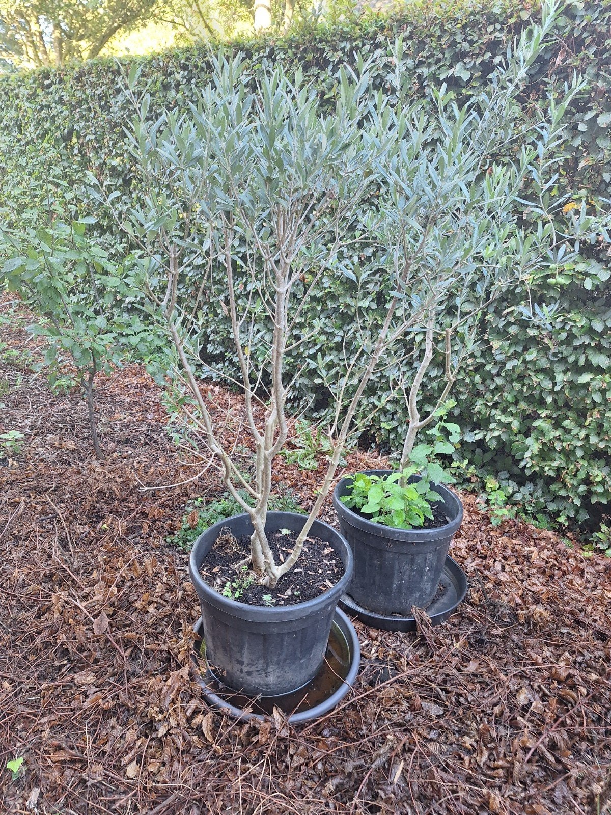 olijfbomen, pluimes, valse christusdoorn., Ophalen, Vaste plant