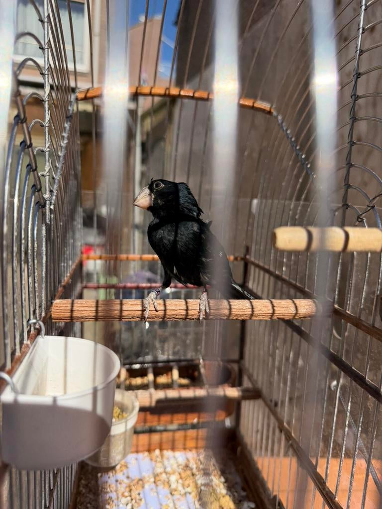 Twatwa 2023 man, Dieren en Toebehoren, Vogels | Overige Vogels, Tropenvogel, Mannelijk, Geringd