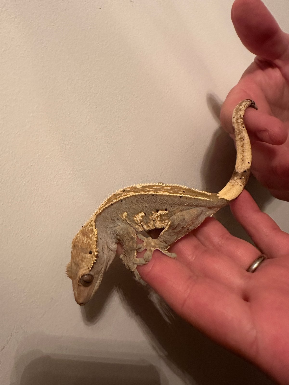 Wimpergekko gekko volwassen vrouw 2,5 jaar, Dieren en Toebehoren, Reptielen en Amfibieën