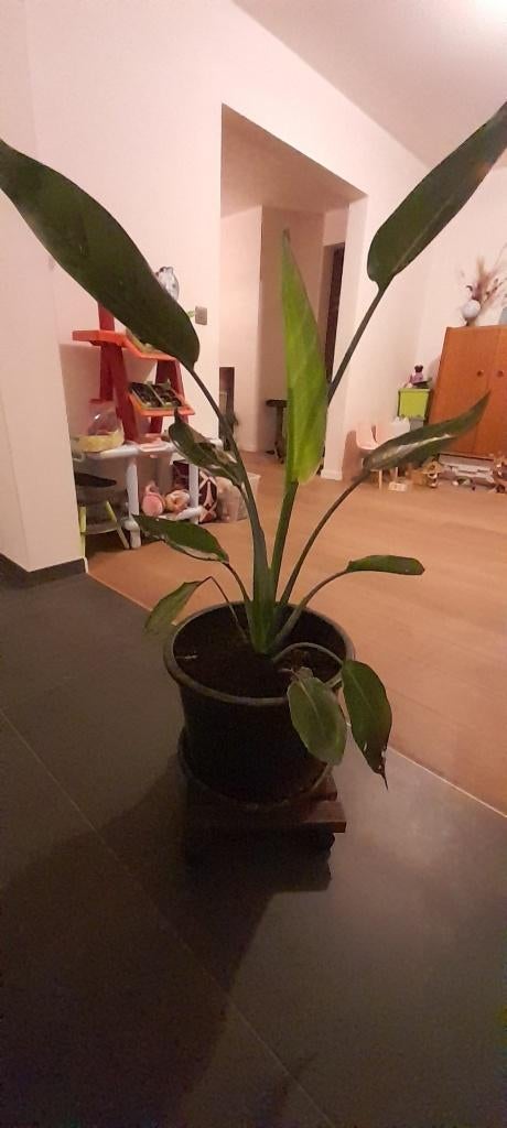 Paradijsvogelplant - Straelitzia, Ophalen, Overige soorten