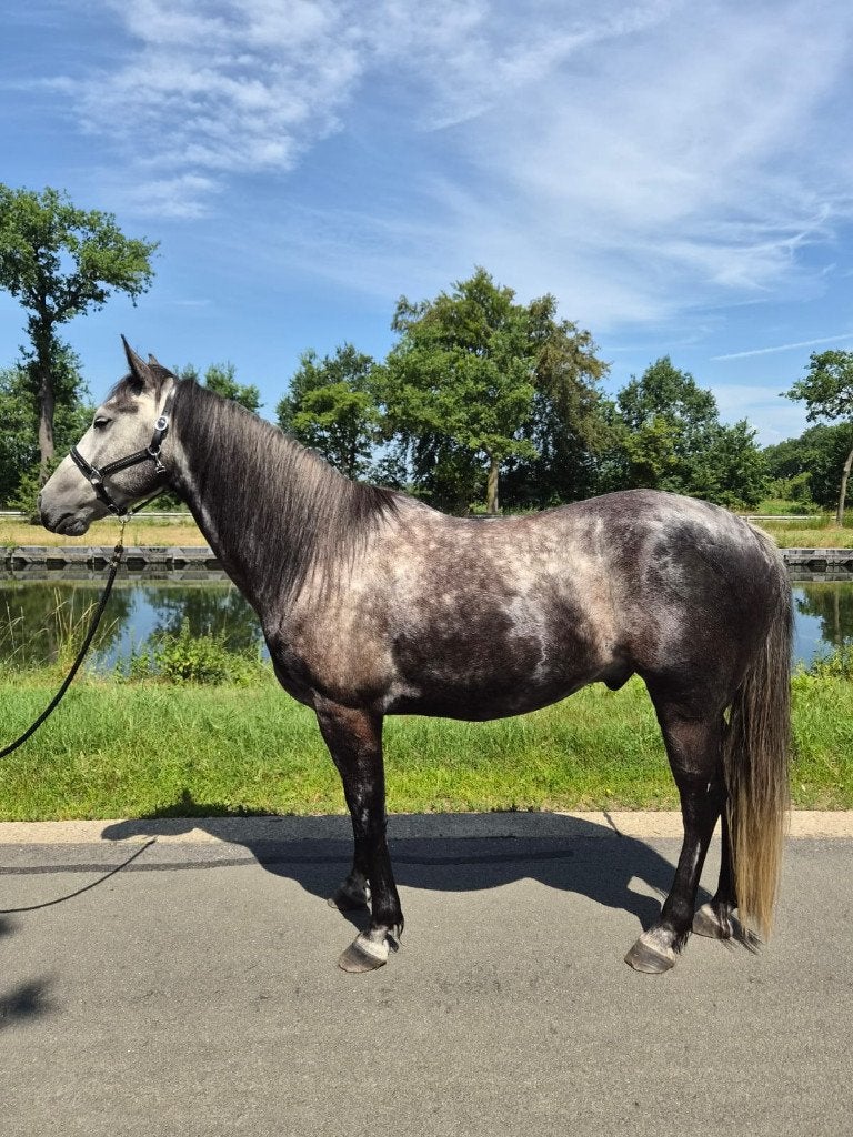 Zeer lieve ruin, Dieren en Toebehoren, Gechipt, Minder dan 160 cm, Ruin, Zadelmak