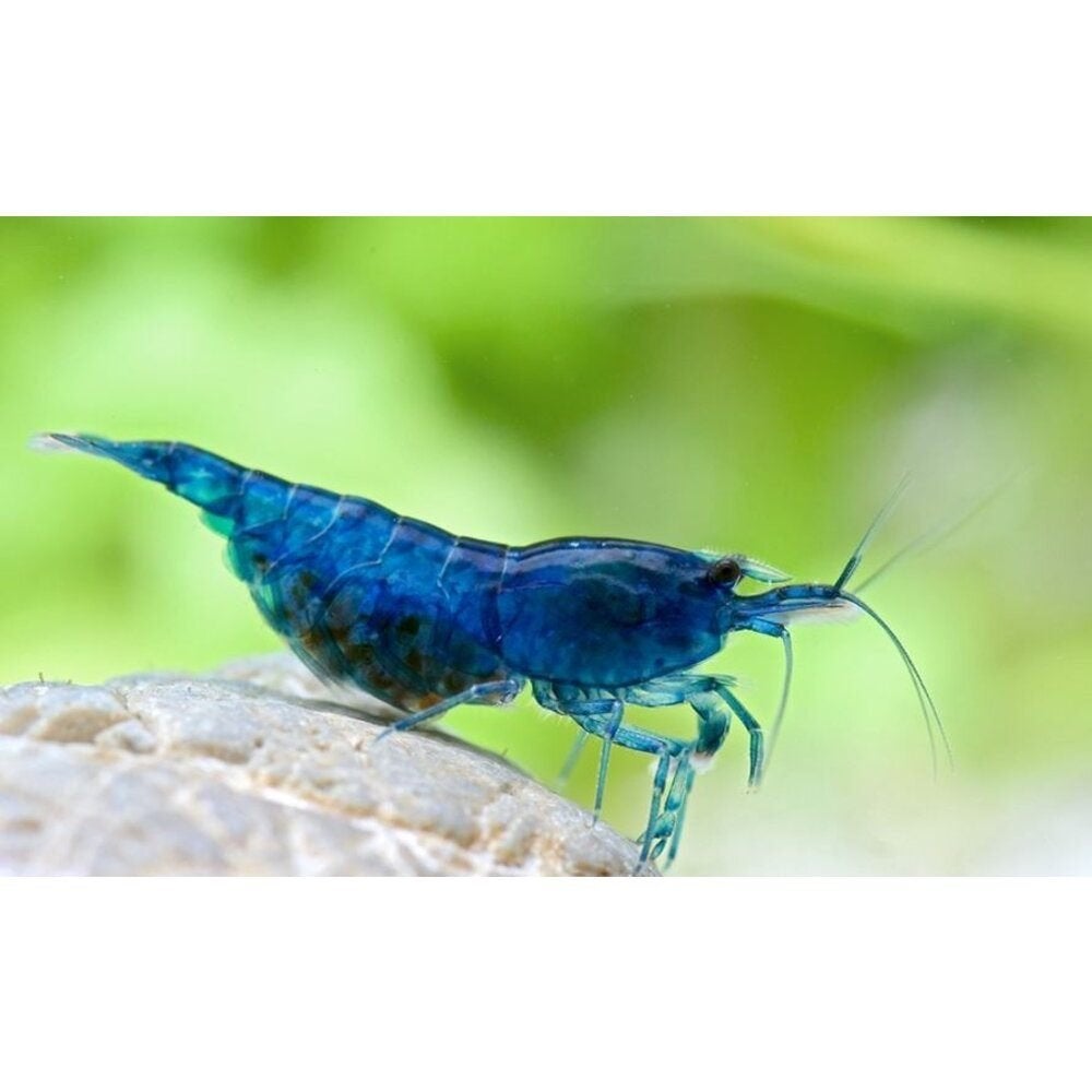 Neocaridina blue, Homard, Crabe ou Crevette, Poisson d'eau douce