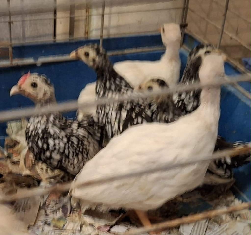 mooi onverwant koppel Sebright kippen, Animaux & Accessoires, Oiseaux | Oiseaux Autre