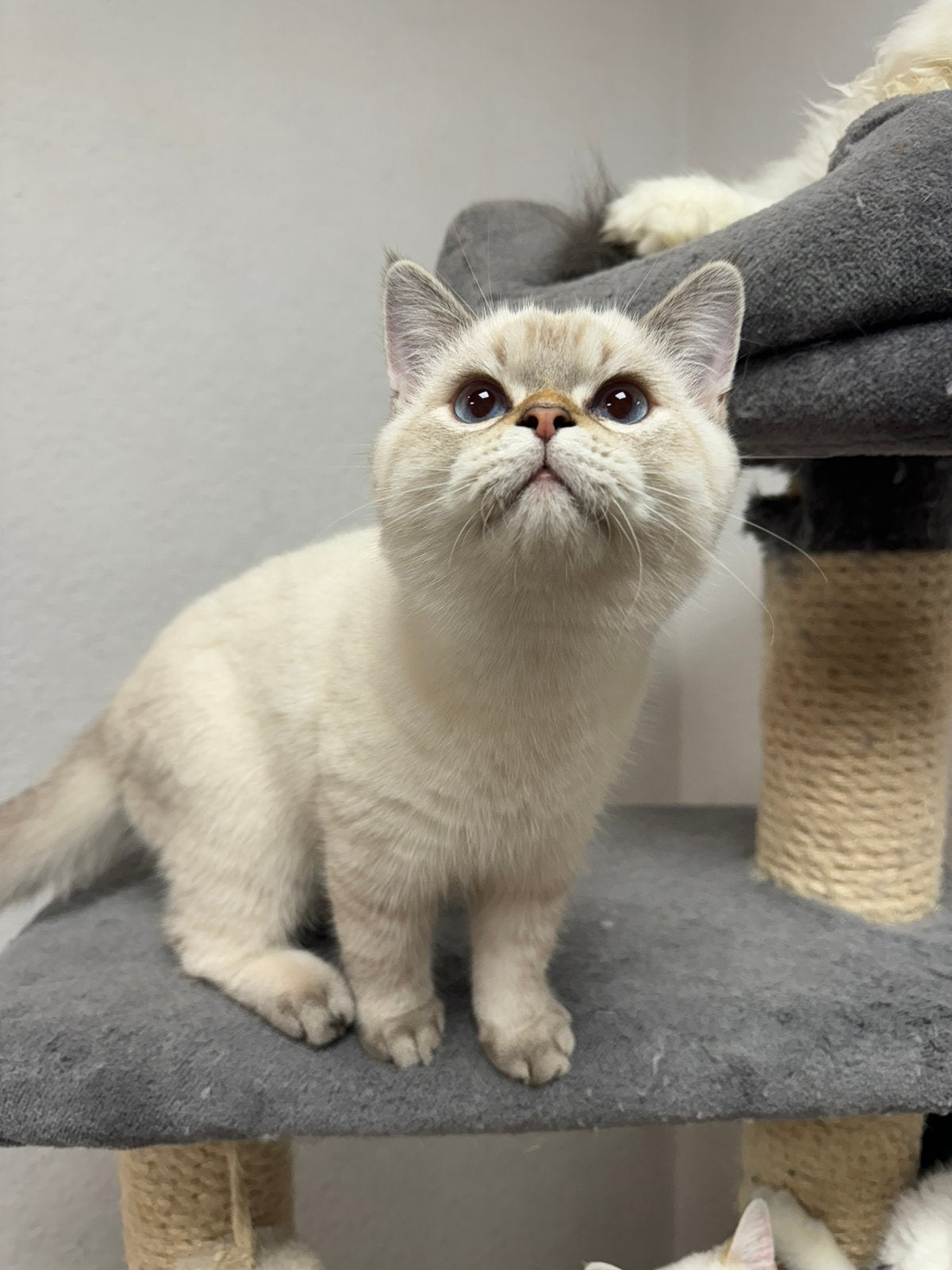 kitten Britse korthaar KATER, Chat, Avec puce électronique, 0 à 2 ans