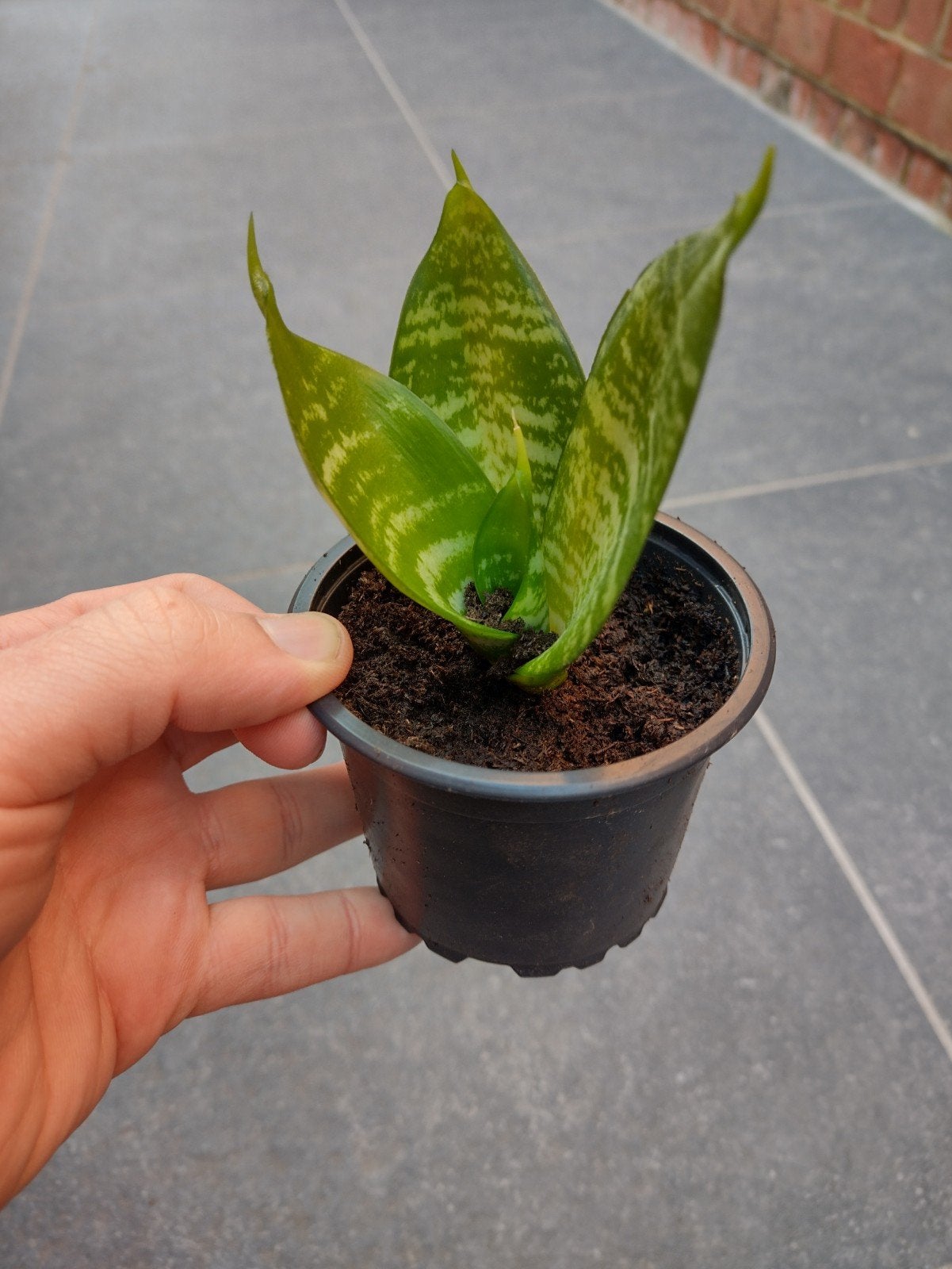 Mini sanseveria, Huis en Inrichting, Kamerplanten, Ophalen, Overige soorten, In pot, Minder dan 100 cm