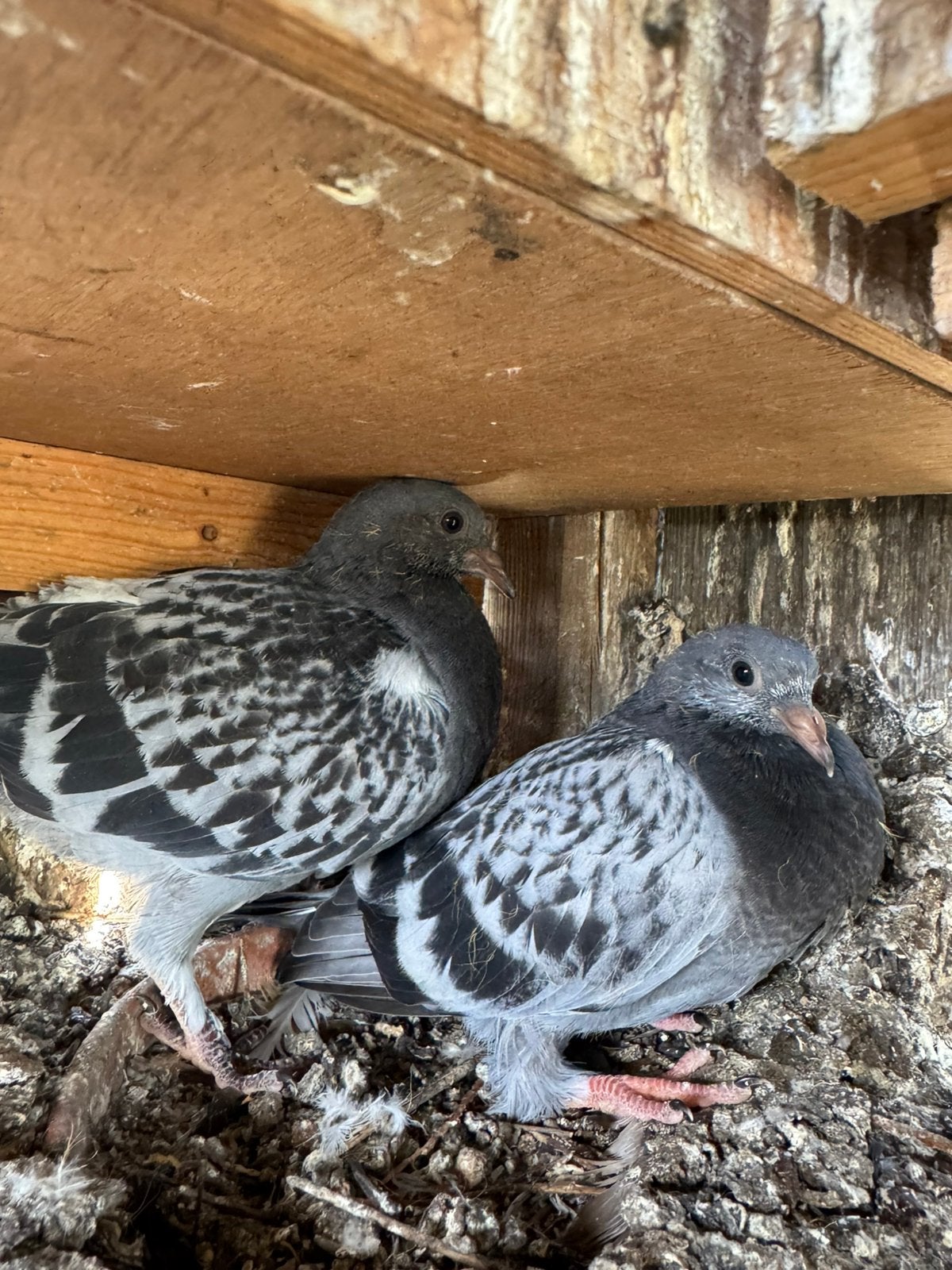 Jonge Postduiven, Dieren en Toebehoren