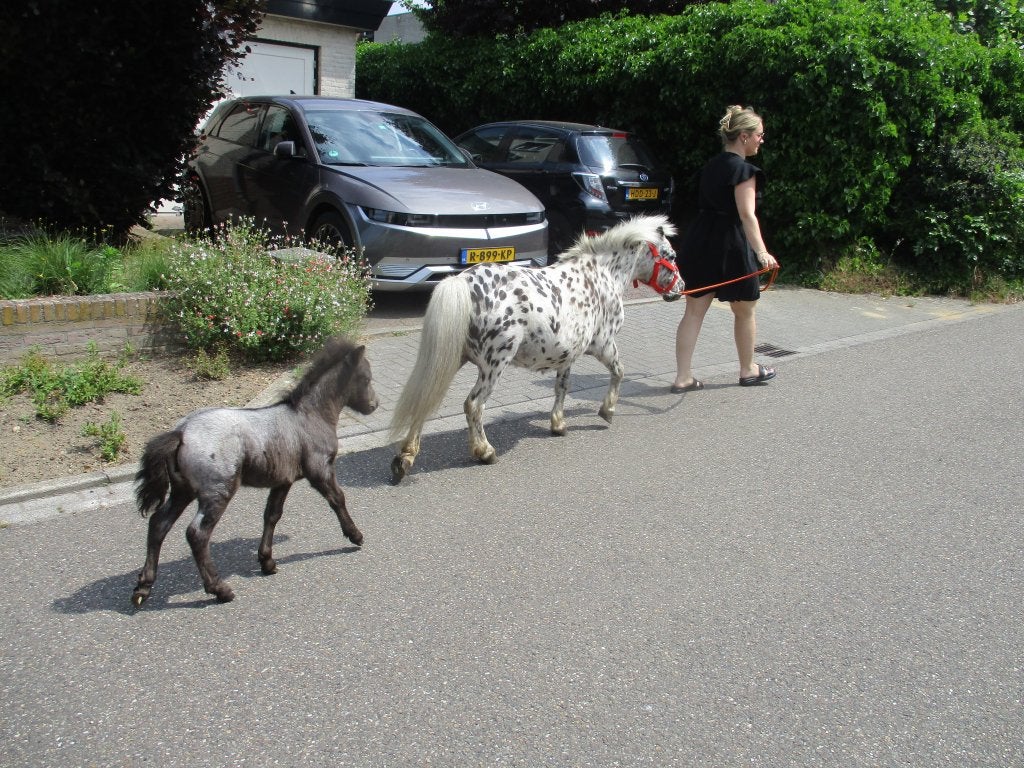 Prachtige appaloosa shetlandmerrie met merrie veulen., Dieren en Toebehoren, Merrie, Gechipt