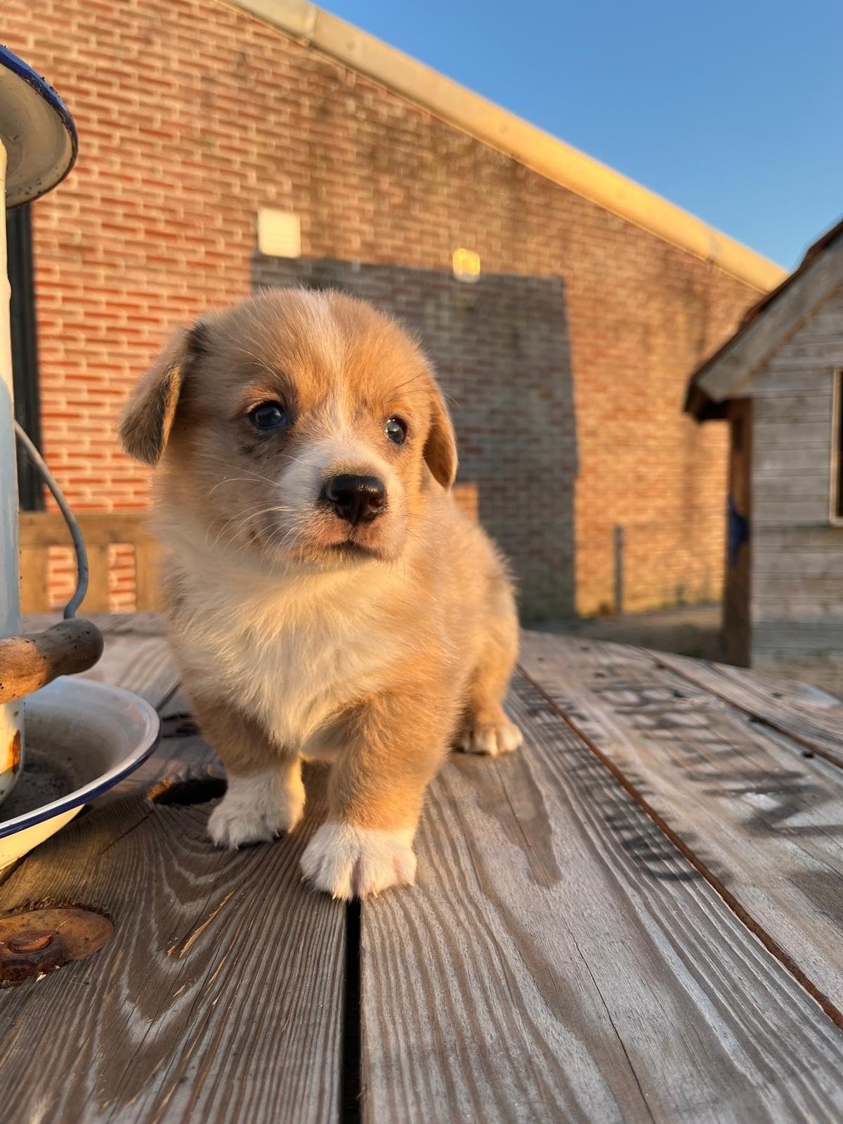 Welsh Corgi pups te koop, Parvo, België, Fokker | Hobbymatig, Overige rassen