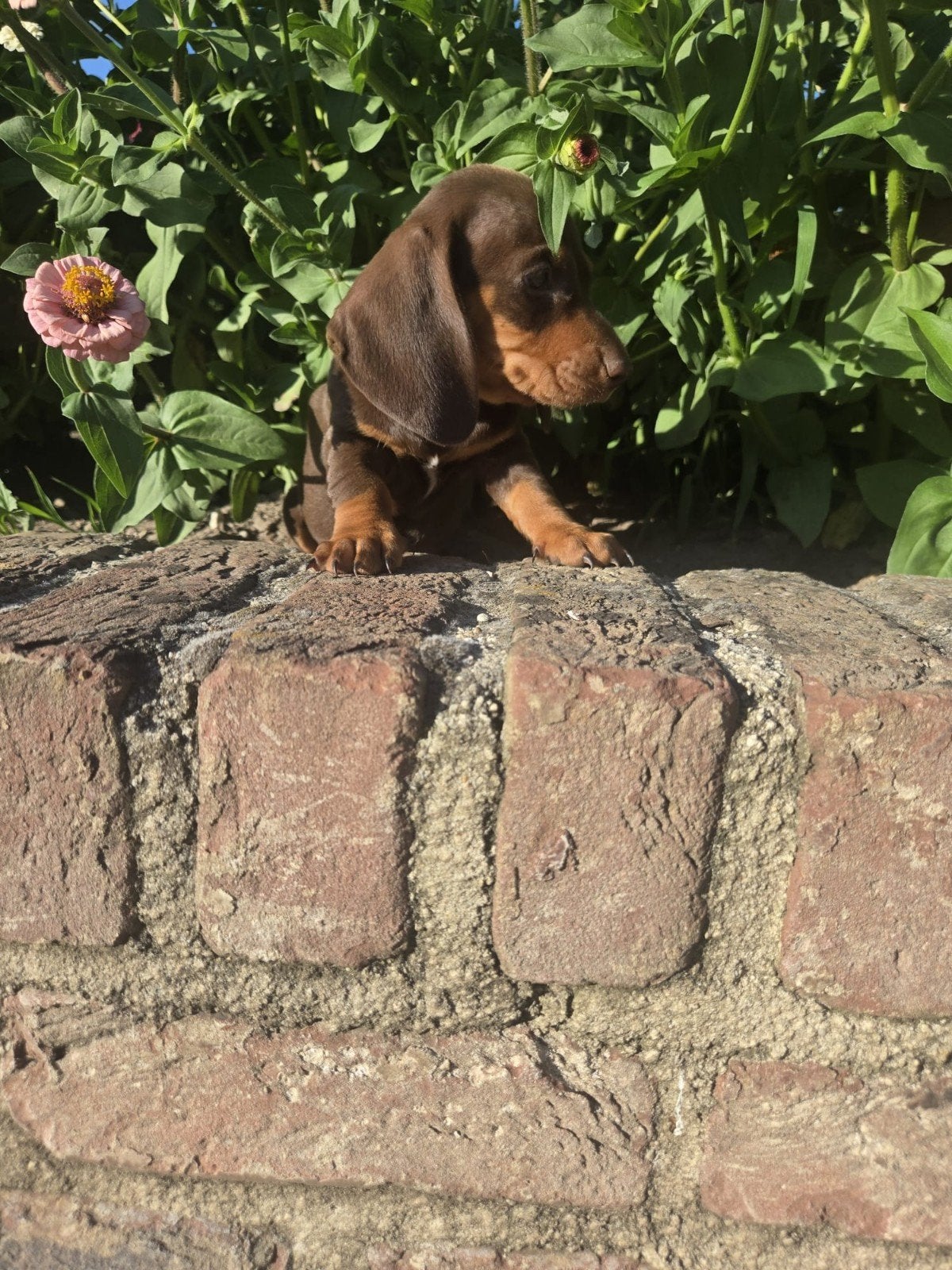 Teckel pups, België, Particulier, 8 tot 15 weken, Korthaar
