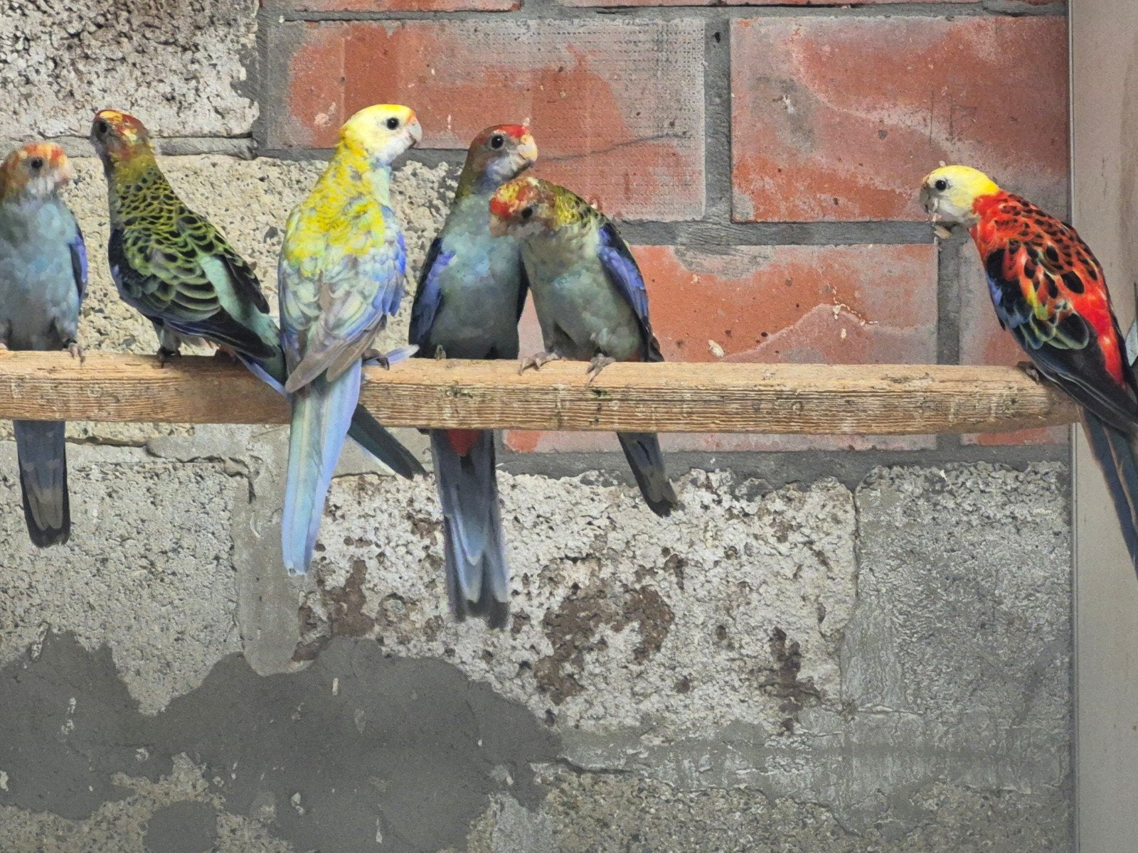 bleekkop rosella's in pastel
