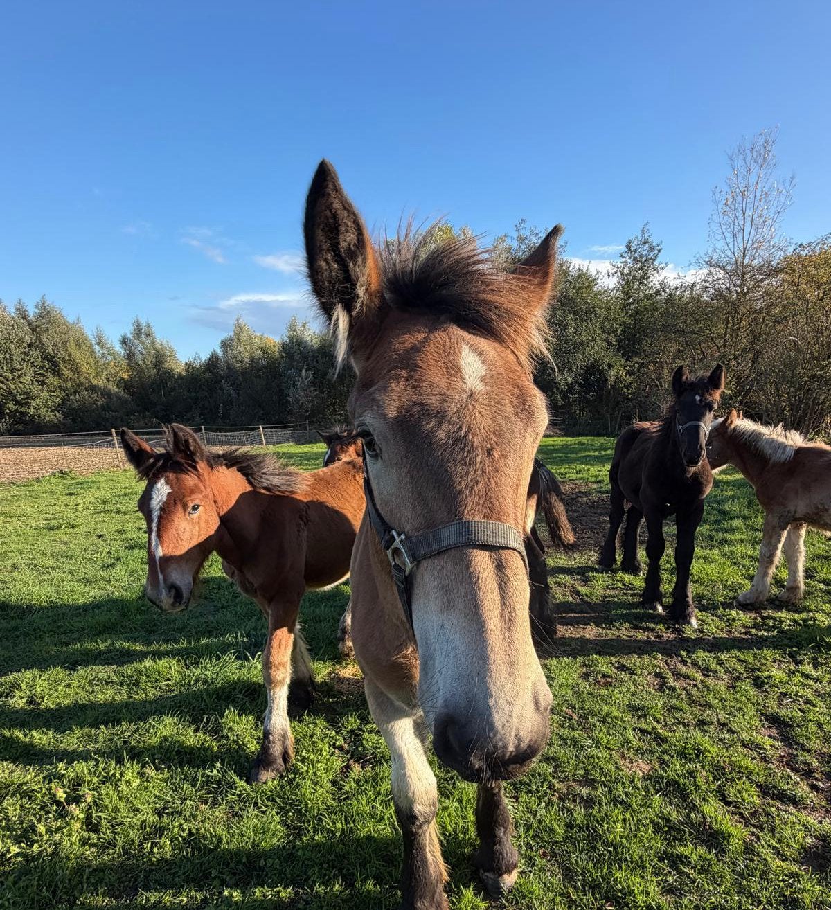 Boerenpaarden met stamboom, Avec pedigree