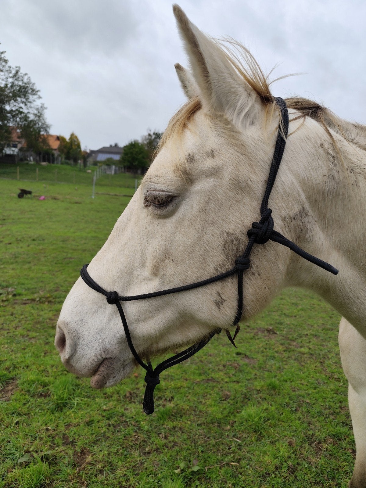 Stevig Parelli touwhalster te koop.