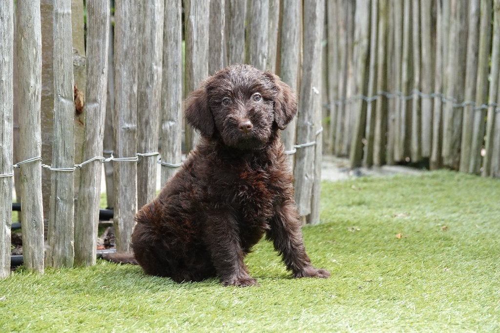 Prachtige Choco Medium Labradoodle pups, met stamboom, België, Overige rassen, CDV (hondenziekte), 8 tot 15 weken