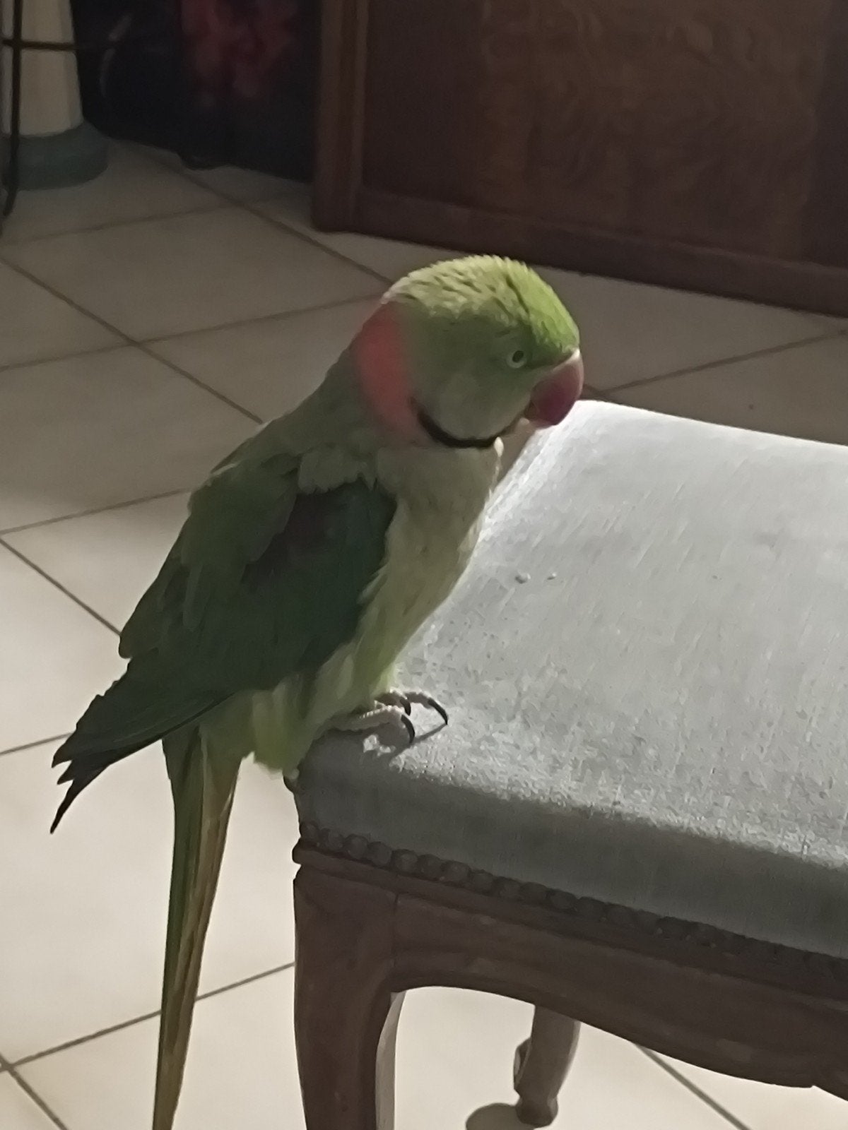 Perroquet apprivoisé à vendre – Vito, 2 ans + cage, Enlèvement, Utilisé, Métal, Cage à oiseaux