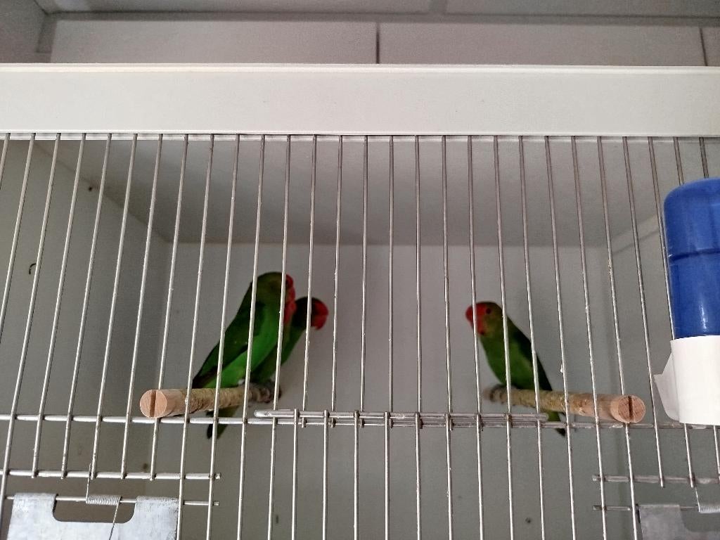Taranta mannen, Dieren en Toebehoren