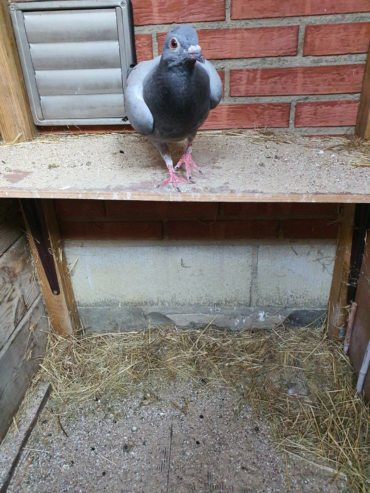Ik zoek een goede thuis, Dieren en Toebehoren, Vogels | Duiven