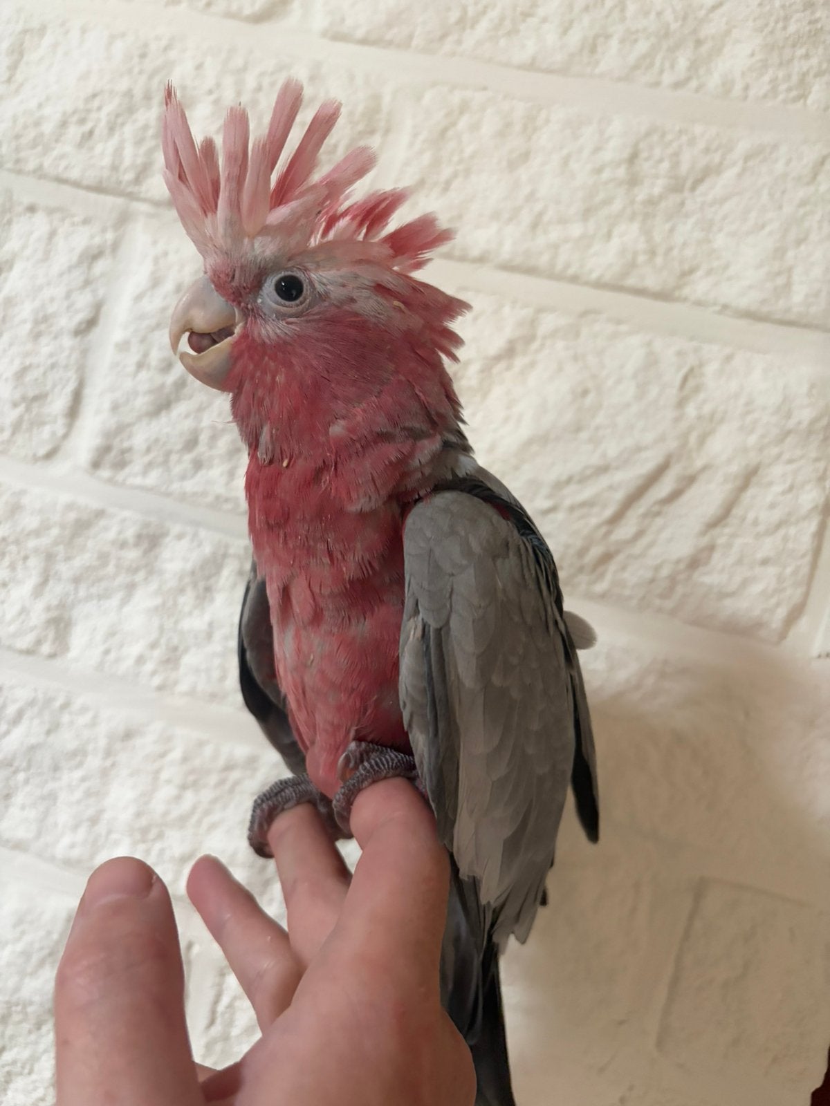 Baby’s roze kaketoe’s 2026, Dieren en Toebehoren, Vogels | Parkieten en Papegaaien, Papegaai, Geringd