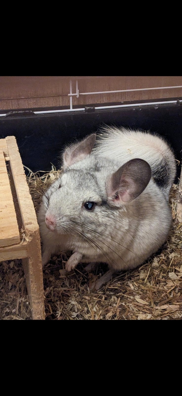 chinchilla mannetje, April, Chinchilla