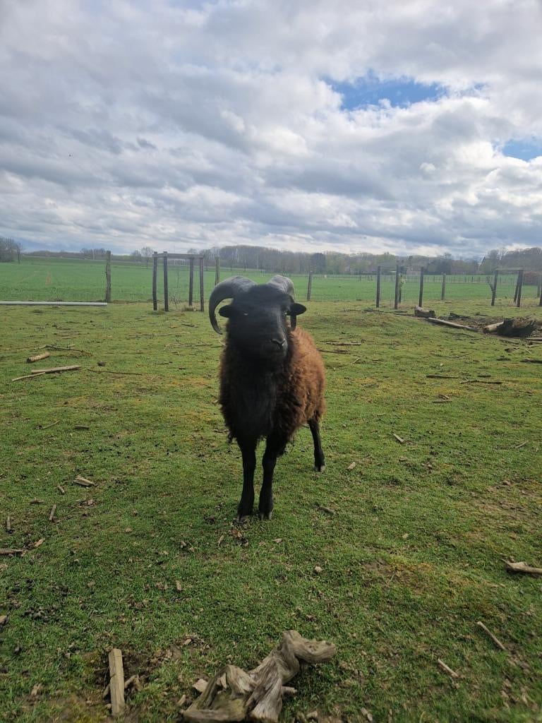 Ouessant Ram