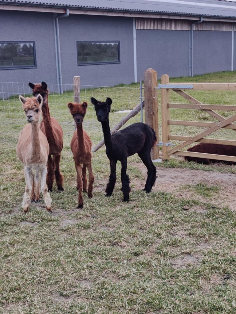 Alpaca merrie en merrie veulen, Dieren en Toebehoren, Overige Dieren, Juni