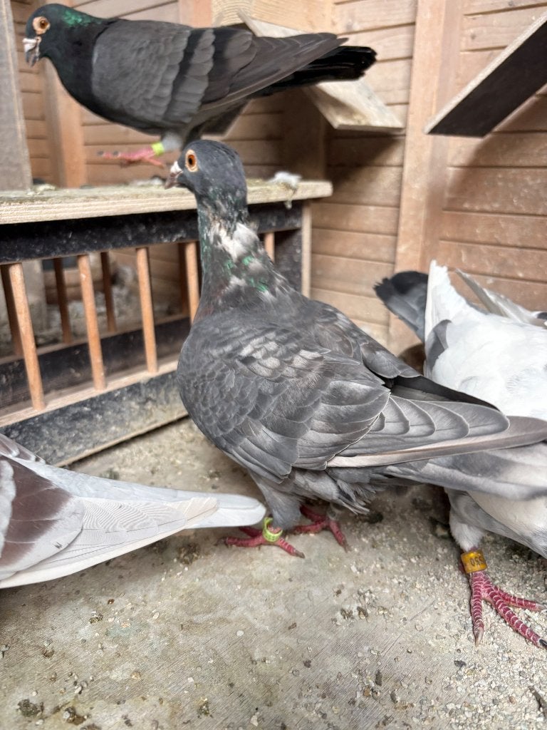 Kleurpostduiven, Dieren en Toebehoren