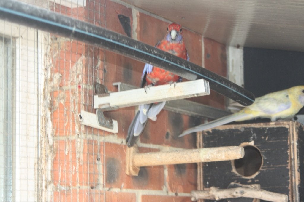 adelaide rosella, Dieren en Toebehoren, Vogels | Parkieten en Papegaaien, Geslacht onbekend, Parkiet, Geringd
